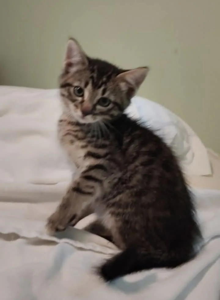 A baby small-sized male Tabby cat named Frankie aka Frank Sinatra for adoption in Somerset, KY