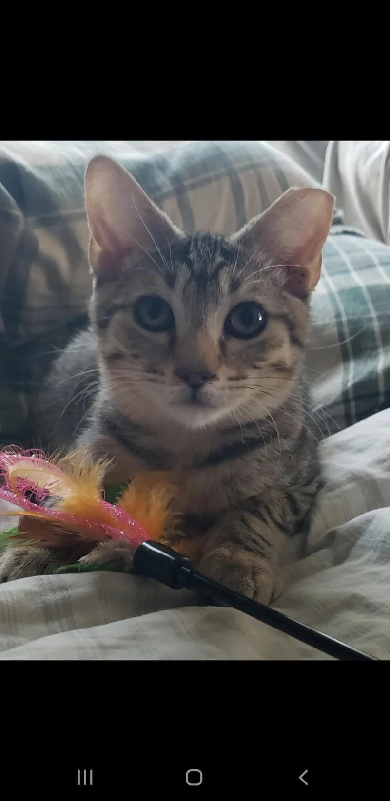 A young small-sized male Domestic Short Hair cat named Gavin for adoption in Clayton, NC