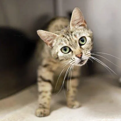 An adult small-sized female Gray / Blue / Silver Domestic Short Hair cat named Lollipop for adoption in Atlanta, GA