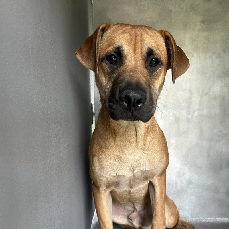 An adult medium-sized male Yellow / Tan / Blond / Fawn Mixed Breed dog named Chief Rocka for adoption in Greensboro, NC