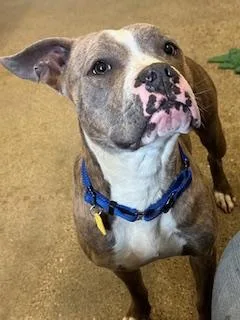 A young medium-sized female Brown / Chocolate Pit Bull Terrier dog named Zoe for adoption in Cleveland, OH