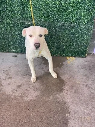 An adult large-sized female White / Cream Pit Bull Terrier dog named Carbonara for adoption in El Paso, TX