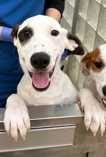 A young medium-sized male Hound dog named Stuart for adoption in Washington, DC