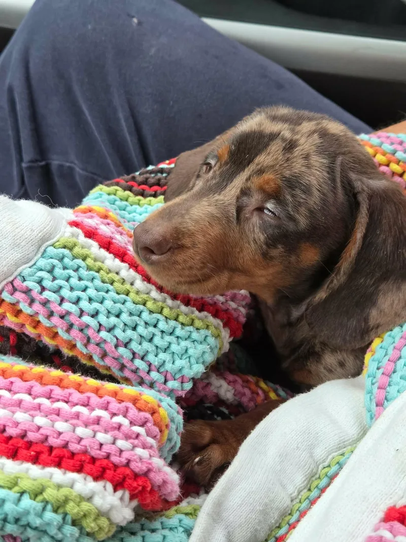 A baby small-sized male Dachshund dog named Dexter for adoption in Havertown, PA