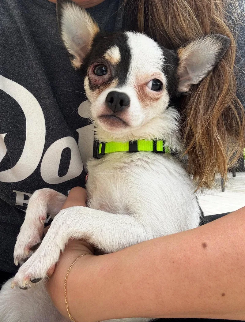 A young small-sized female Chihuahua dog named Penny Lane for adoption in Grafton, WI
