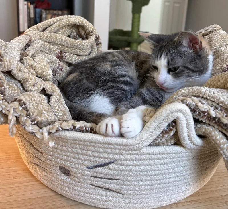 A young medium-sized female Tabby (Gray / Blue / Silver) Domestic Short Hair cat named Polly for adoption in Seven Valleys, PA