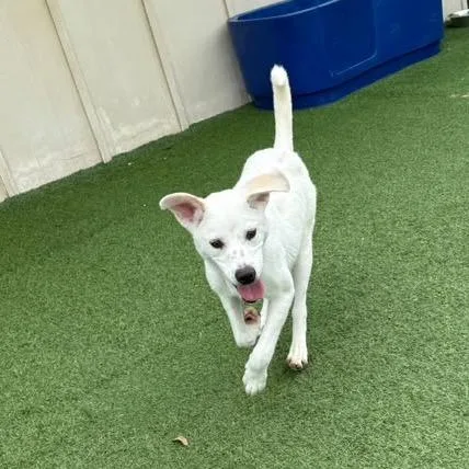 A baby medium-sized male White / Cream Labrador Retriever dog named Max for adoption in LOXAHATCHEE, FL