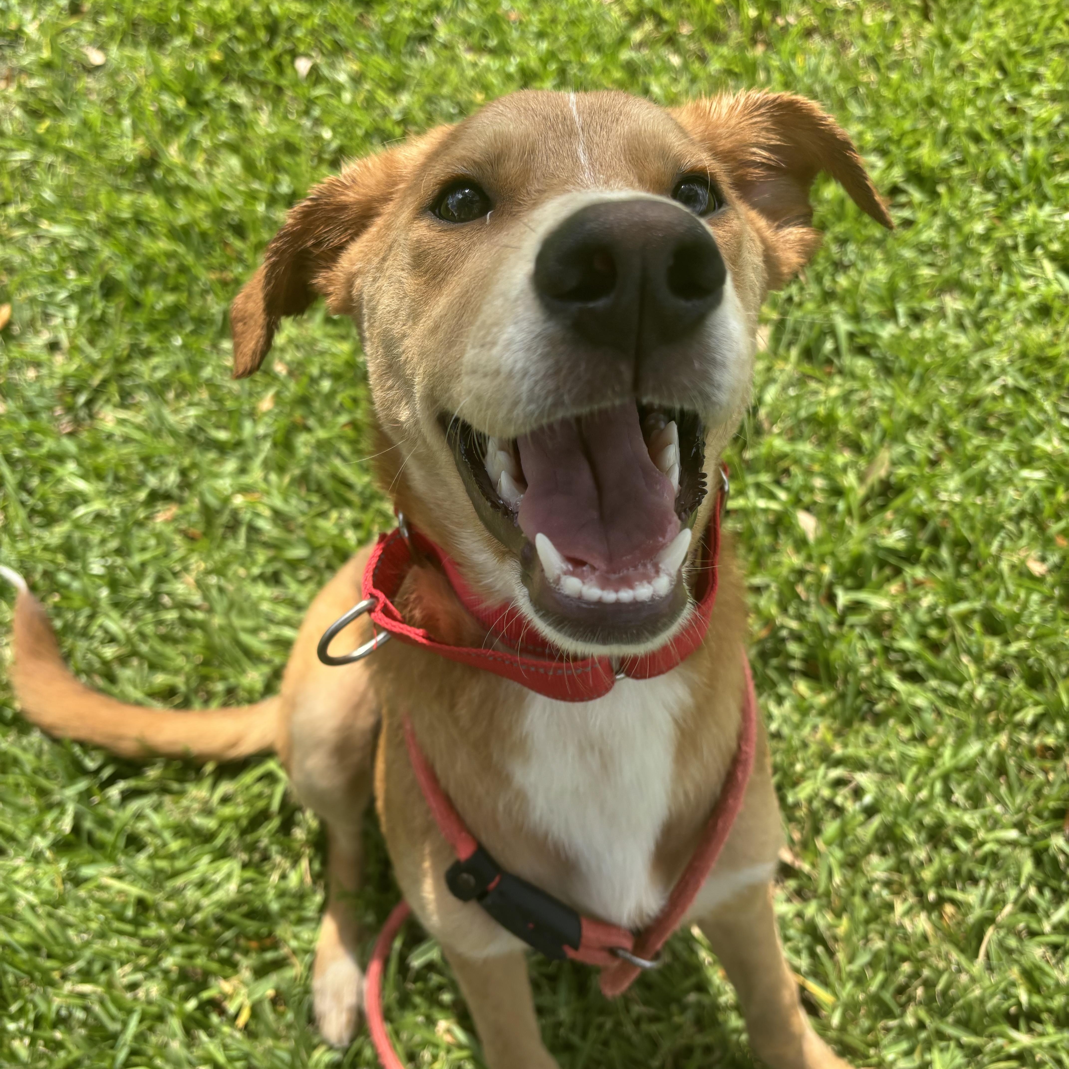 A baby medium-sized female Shepherd dog named Ivy for adoption in Pearland, TX