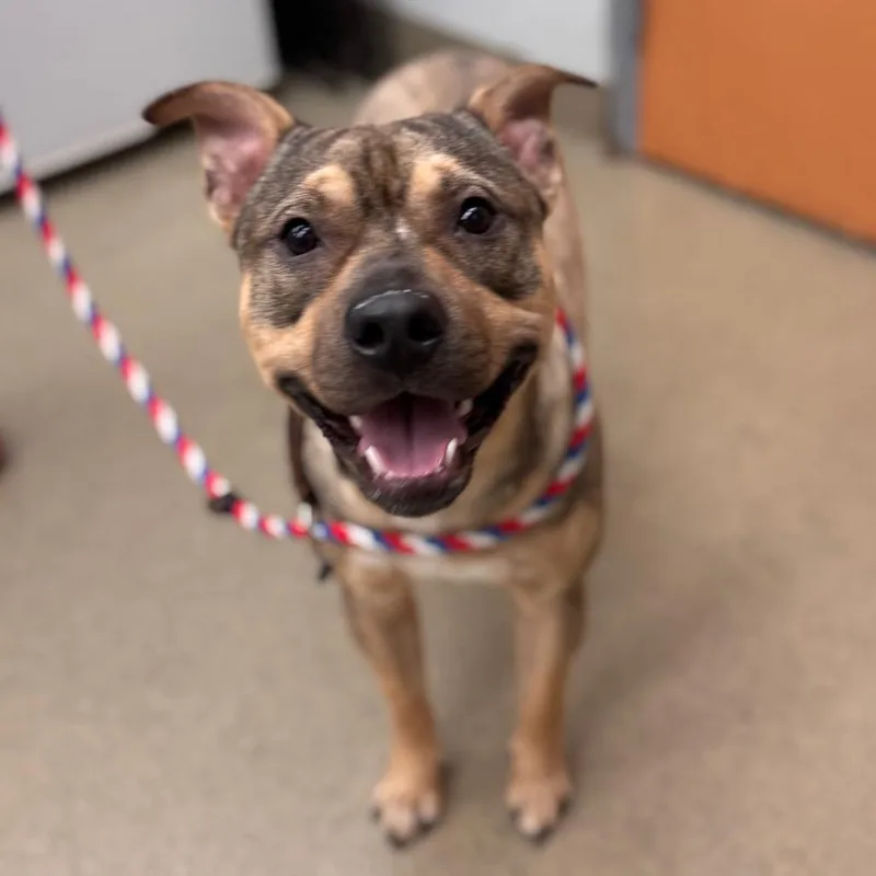 A young medium-sized male Yellow / Tan / Blond / Fawn Pit Bull Terrier dog named Sully for adoption in Birdsboro, PA
