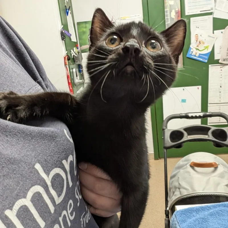 A baby small-sized male Black Domestic Short Hair cat named Miles for adoption in Brookfield, WI
