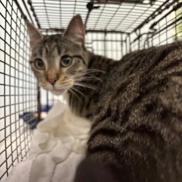 An adult small-sized female Domestic Short Hair cat named Sally for adoption in Des Moines, IA