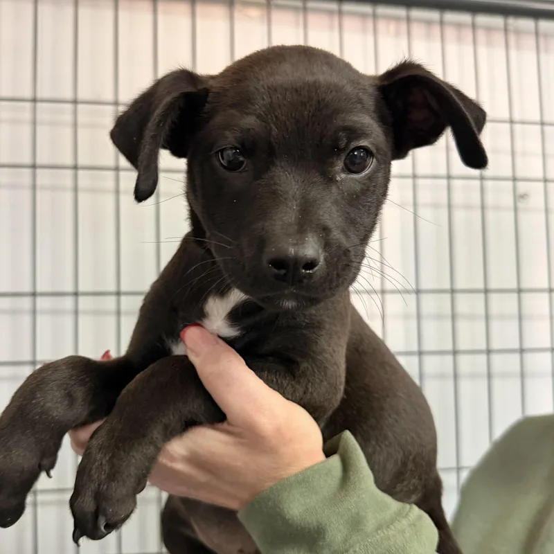 A baby medium-sized female Mixed Breed dog named Hoth for adoption in Columbia, SC