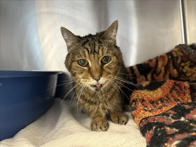 A senior medium-sized female Domestic Short Hair cat named Gaia for adoption in Santa Fe, NM