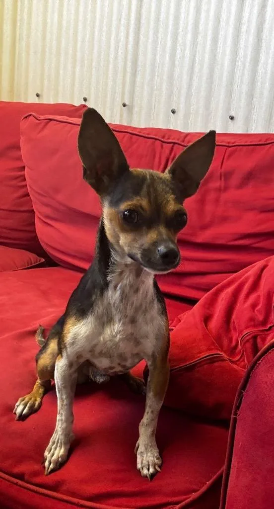 A young small-sized male Chihuahua dog named Miller for adoption in Luling, TX