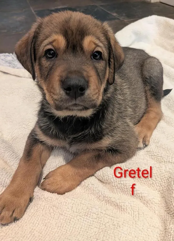 A baby small-sized female Tricolor (Brown, Black, & White) Labrador Retriever dog named Gretel Margot for adoption in Lakeland, FL