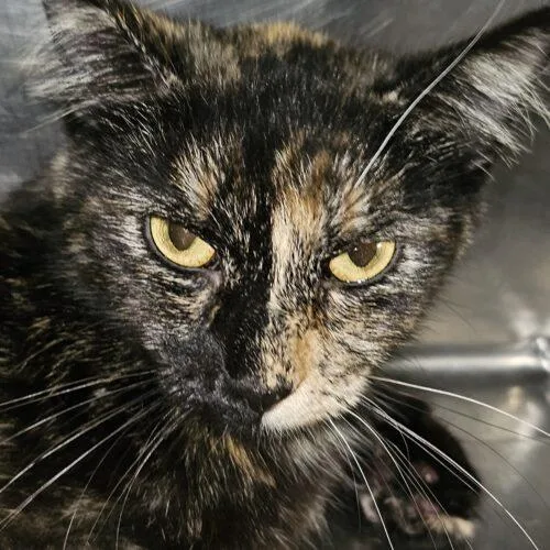 A young small-sized female Domestic Short Hair cat named Missy Sippy for adoption in Burlington, IA