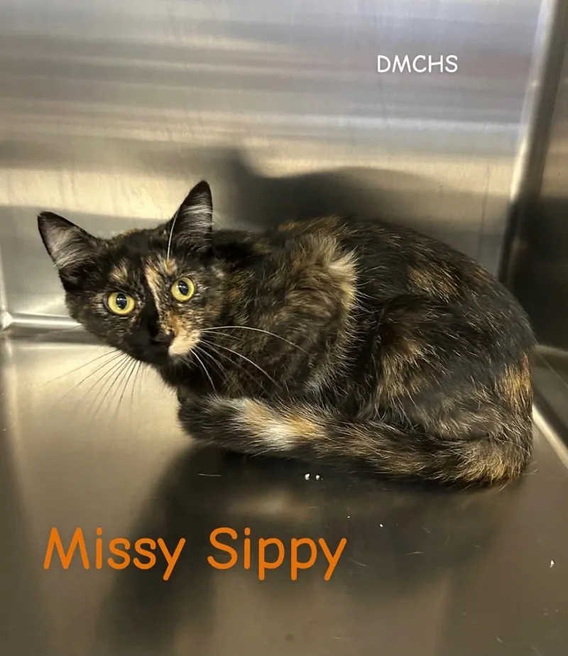 Missy Sippy thumbnail 2
