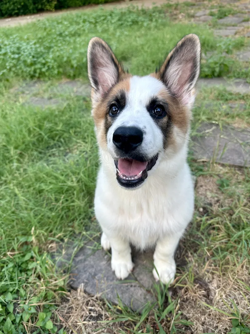 A baby medium-sized male White / Cream Border Collie dog named Mando for adoption in Pflugerville, TX