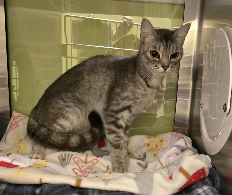 An adult medium-sized female Domestic Short Hair cat named Poptart for adoption in Dickson, TN