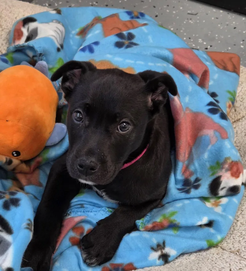 A baby large-sized female Labrador Retriever dog named Joy for adoption in Greenville, IL