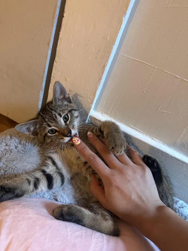 A baby medium-sized male Tabby (Brown / Chocolate) Domestic Short Hair cat named Chico for adoption in Albany, NY