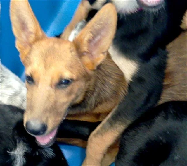 A baby large-sized female Mixed Breed dog named Mary for adoption in Dallas, TX