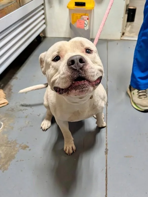 An adult large-sized male Pit Bull Terrier dog named Presley for adoption in Dallas, GA