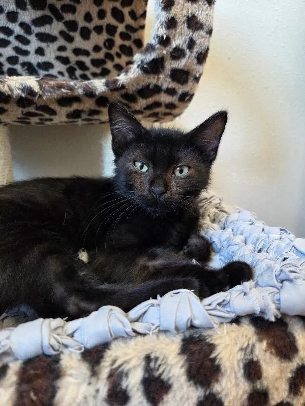 A young small-sized male Domestic Short Hair cat named Zach for adoption in Yankton, SD