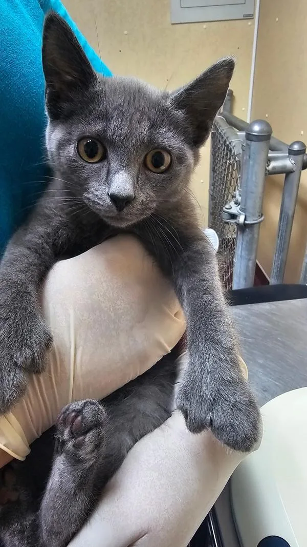 A baby small-sized female Domestic Short Hair cat named Fum for adoption in Salisbury, MD