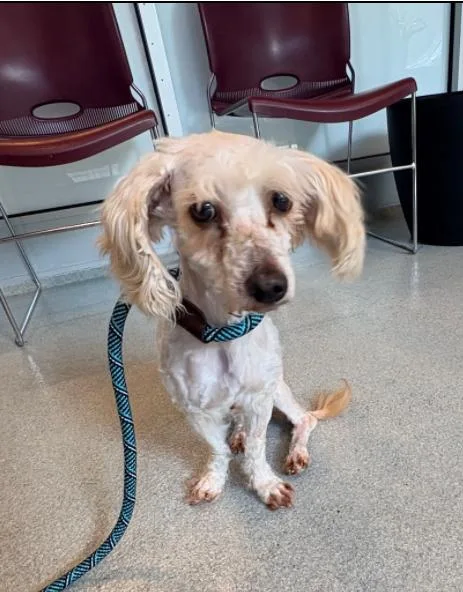 An adult small-sized male Brown / Chocolate Poodle dog named Chilli Mac for adoption in Palatine, IL