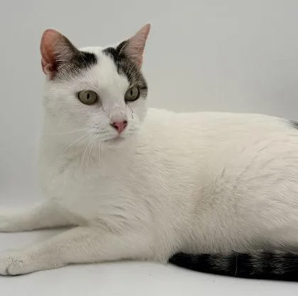 An adult medium-sized male Domestic Short Hair cat named Jasper for adoption in Bowling Green, KY