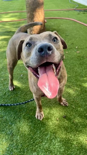 A young large-sized male Terrier dog named Dinero Strong for adoption in Miami, FL