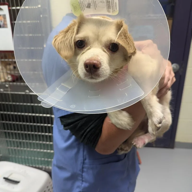 An adult small-sized male White / Cream Mixed Breed dog named Ruddy for adoption in Charlottesville, VA