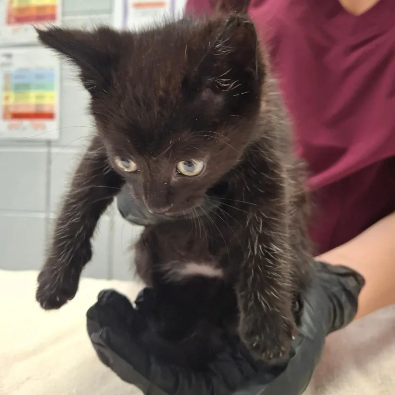 A baby small-sized female Black Domestic Short Hair cat named Nyxa for adoption in West Olive, MI