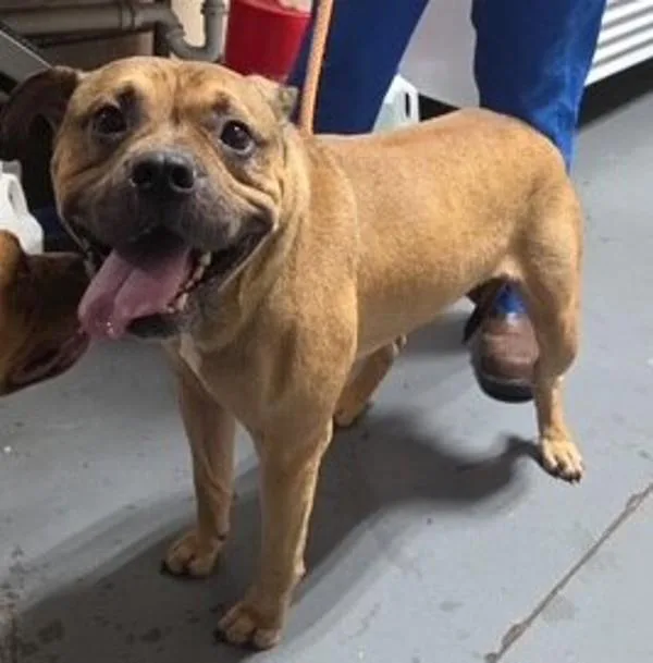 An adult large-sized male Pit Bull Terrier dog named b Wally for adoption in Dallas, GA