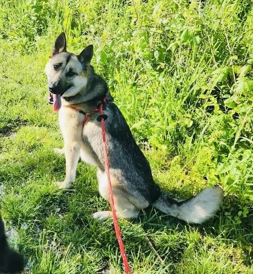 An adult large-sized male German Shepherd Dog dog named Jepoxferd for adoption in Germantown, OH