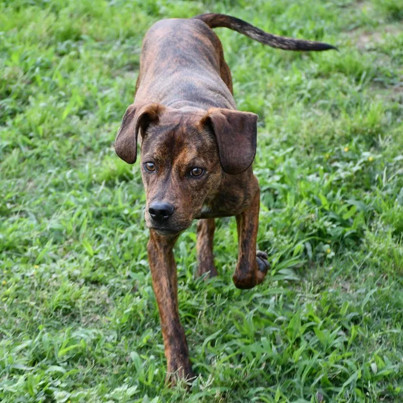 A baby medium-sized male Brown / Chocolate Terrier dog named Michael for adoption in Beaumont, TX