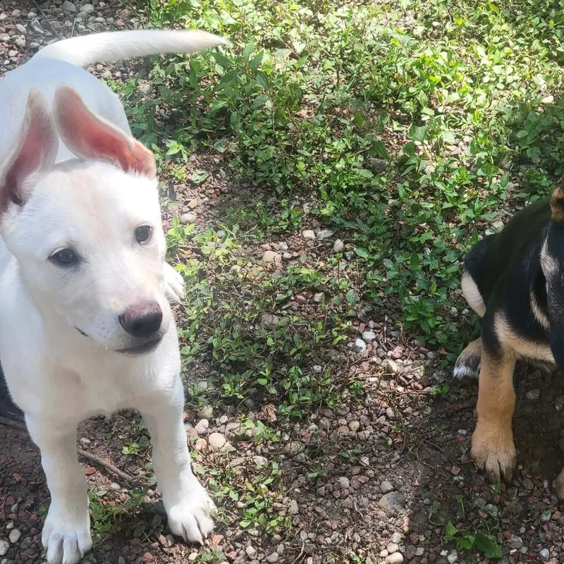 A baby medium-sized female White / Cream German Shepherd Dog dog named Rose Golden for adoption in Cincinnati, OH