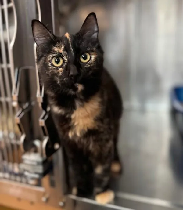 A baby small-sized female Domestic Short Hair cat named ObLaDi for adoption in Austin, TX