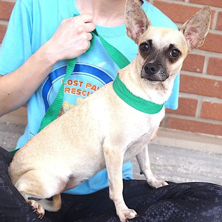 An adult small-sized female White / Cream Chihuahua dog named Leya for adoption in Carrollton, TX
