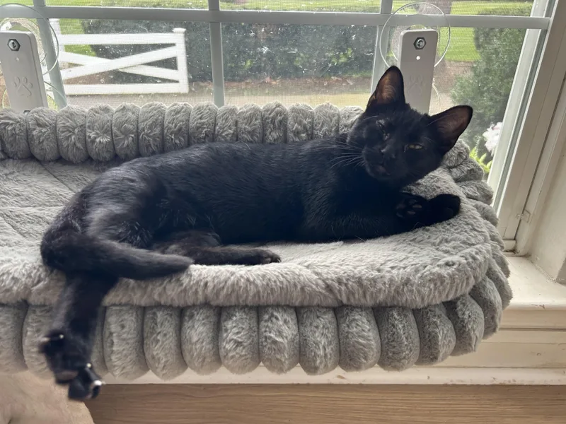 A young medium-sized female Black Domestic Short Hair cat named Teddy ONE OF for adoption in Bristow, VA