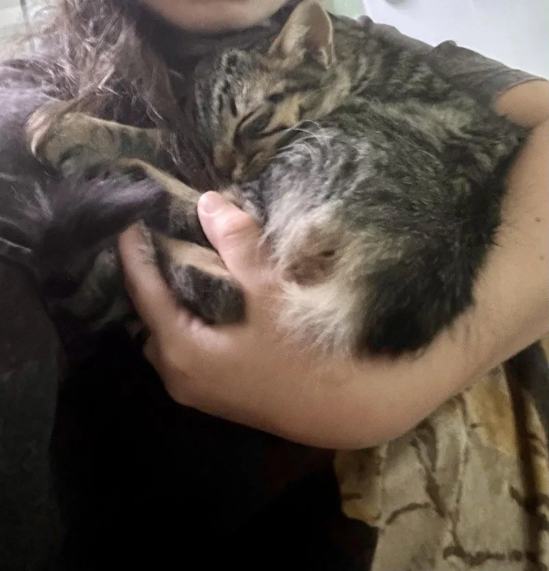 A young medium-sized female Domestic Medium Hair cat named Laffy Taffy for adoption in Davis, CA