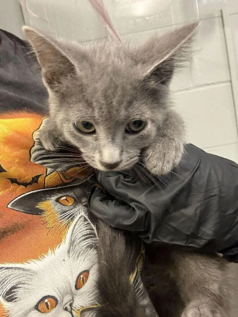 A young small-sized male Black Domestic Short Hair cat named Mung for adoption in Cincinnati, OH