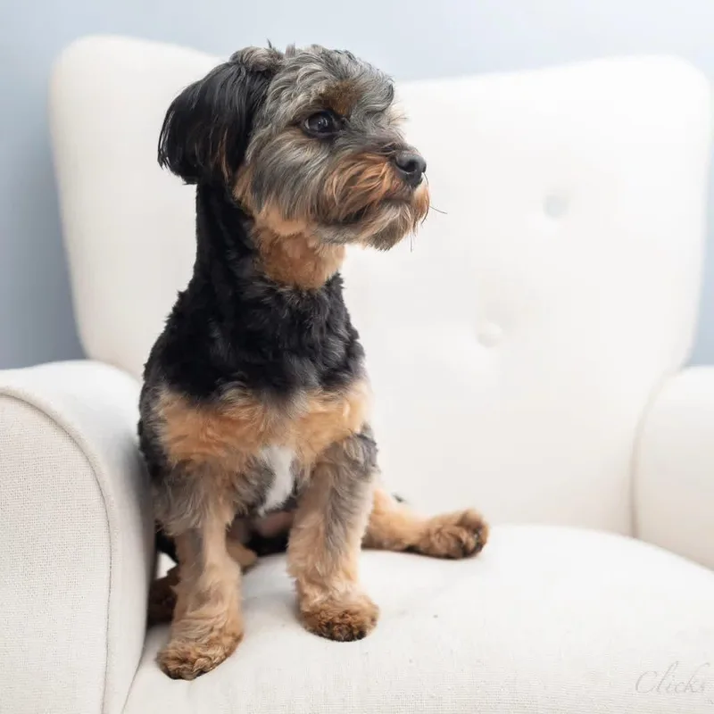 A young small-sized female Yorkshire Terrier dog named Neptune for adoption in New York, NY