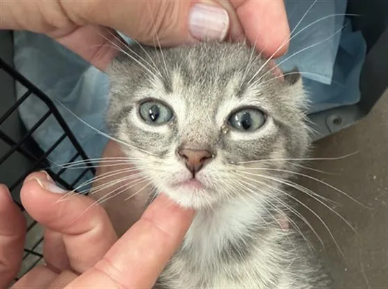 A baby medium-sized male Domestic Short Hair cat named Tywin for adoption in Dallas, TX