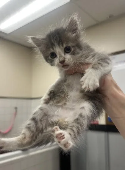 A baby small-sized male Domestic Medium Hair cat named Cleveland for adoption in Palm Coast, FL