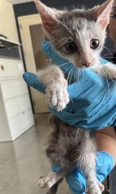 A baby small-sized male Domestic Short Hair cat named Bobby for adoption in San Antonio, TX