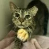 A young medium-sized female Black Domestic Short Hair cat named Lexy for adoption in Fernandina Beach, FL
