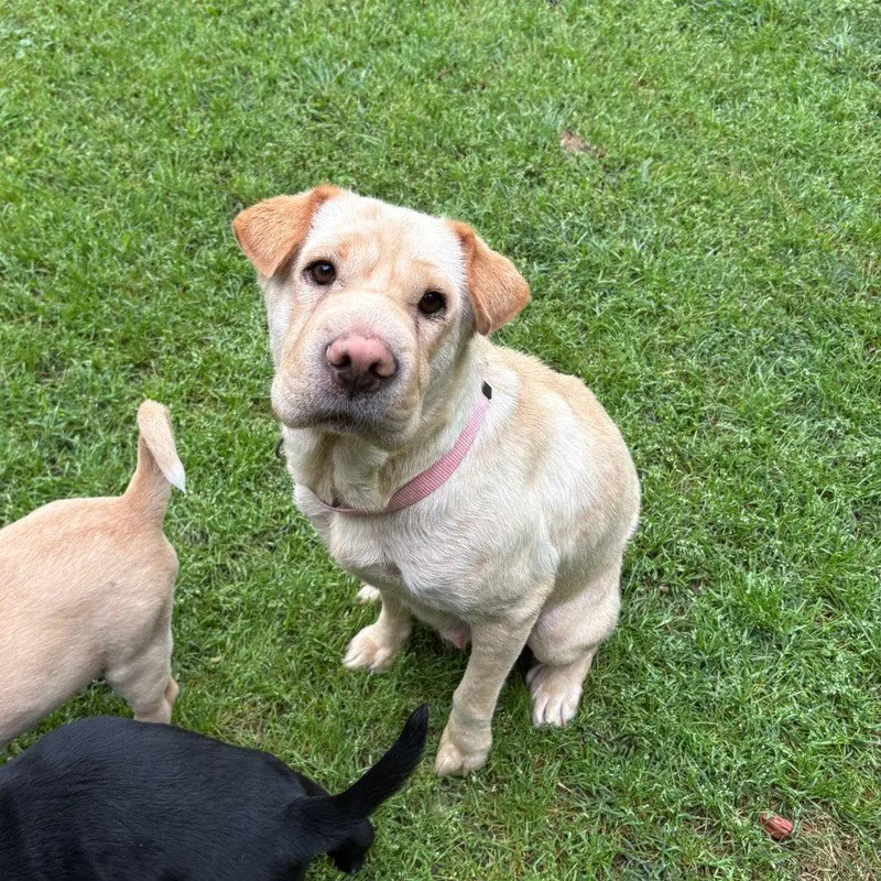 Holy Moly Macaroni thumbnail 2