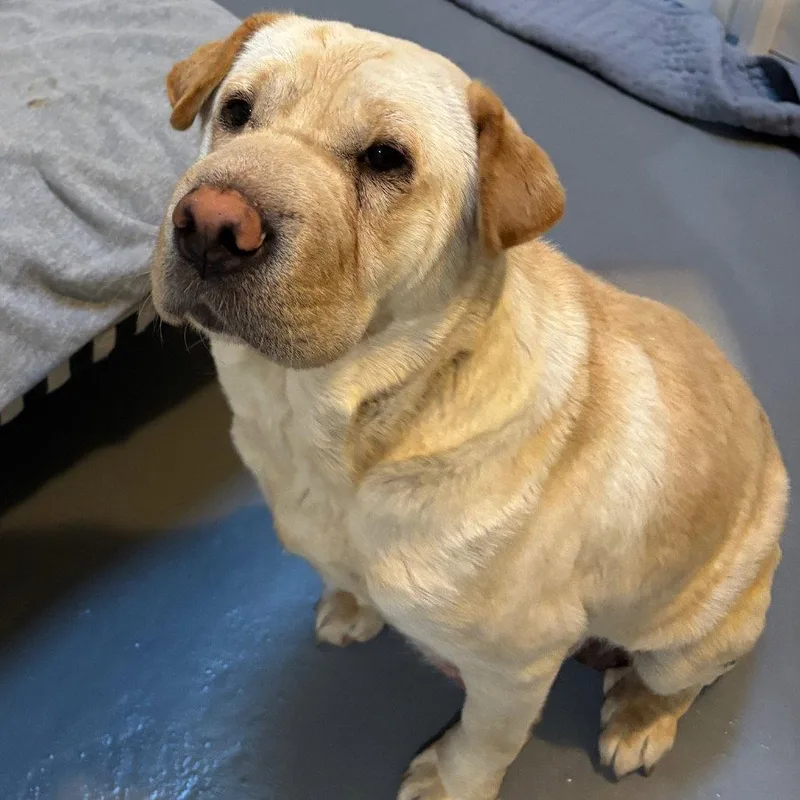 Holy Moly Macaroni thumbnail 3